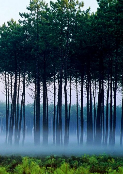 сосновый лес в тумане