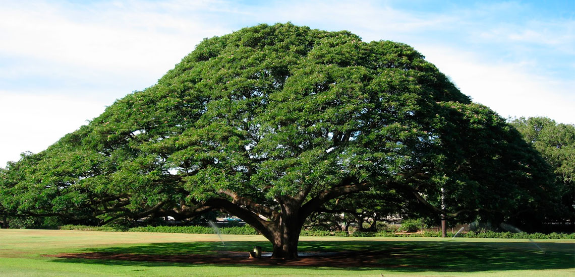 эбеновое дерево